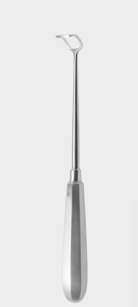 Cureta adenoidea BECKMANN fig.1